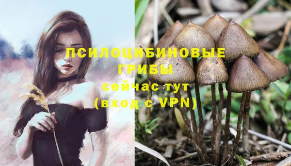 сатива Михайловск